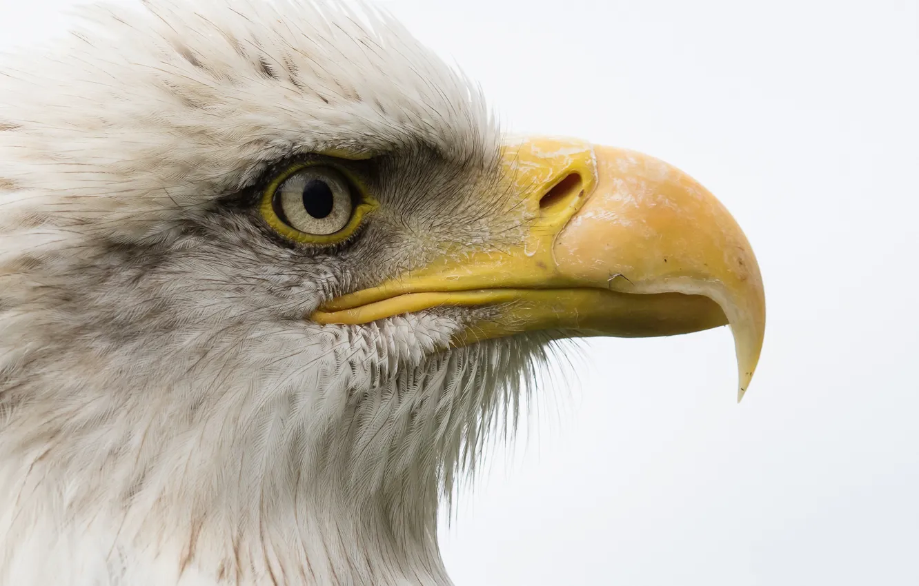 Photo wallpaper eyes, bird, beak, bald eagle