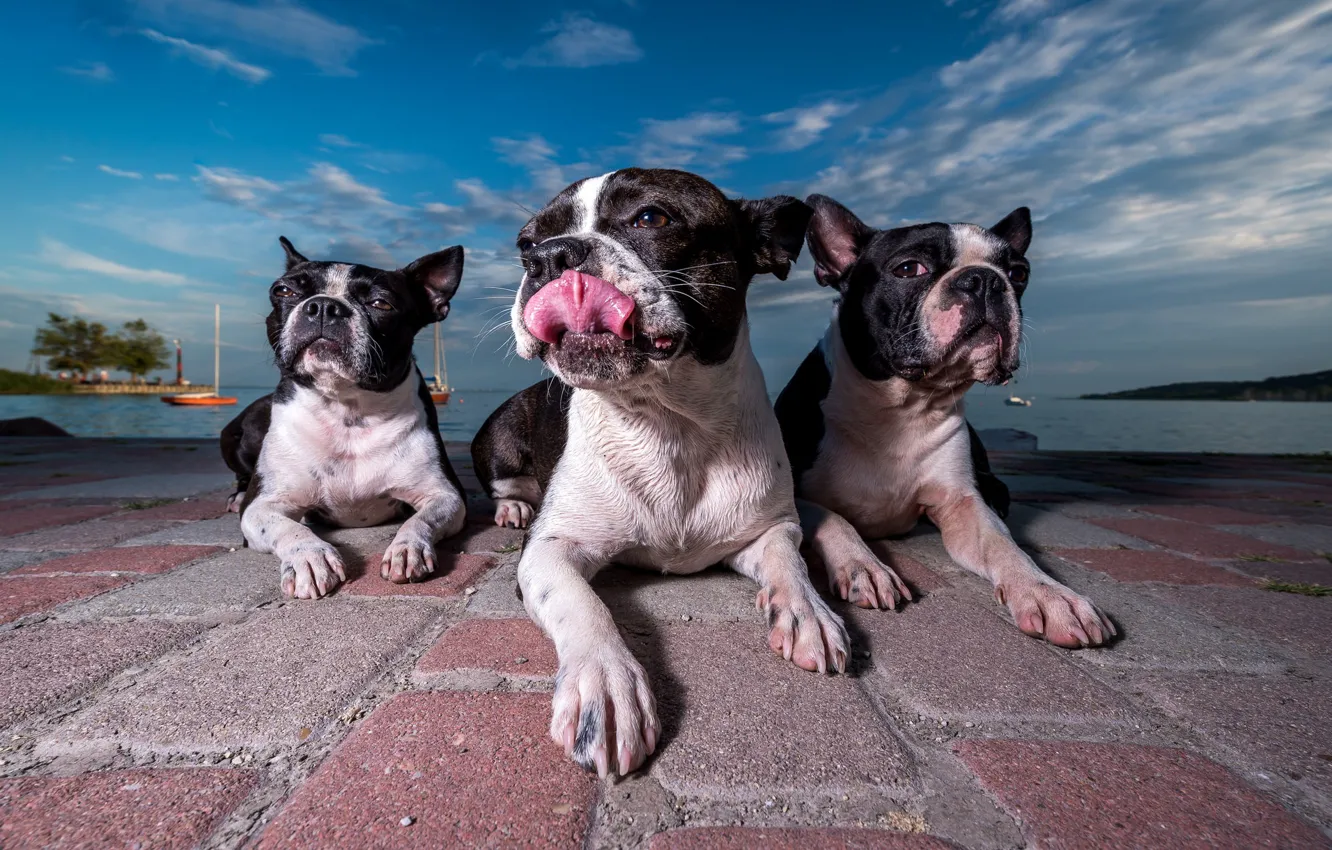 Photo wallpaper trio, promenade, Trinity, three dogs, Boston Terrier