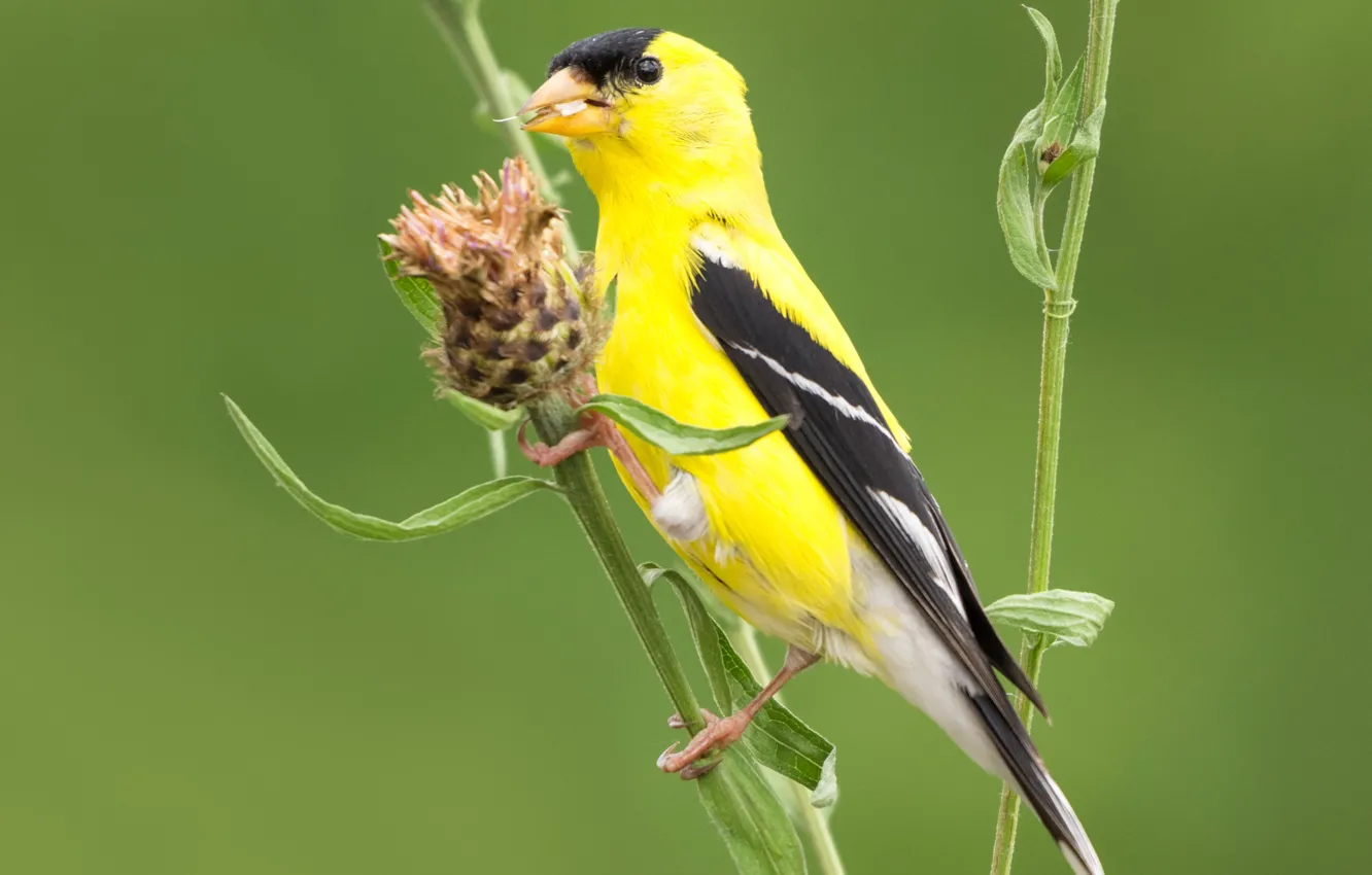 Photo wallpaper bird, plant, beak, tail, black-headed goldfinch