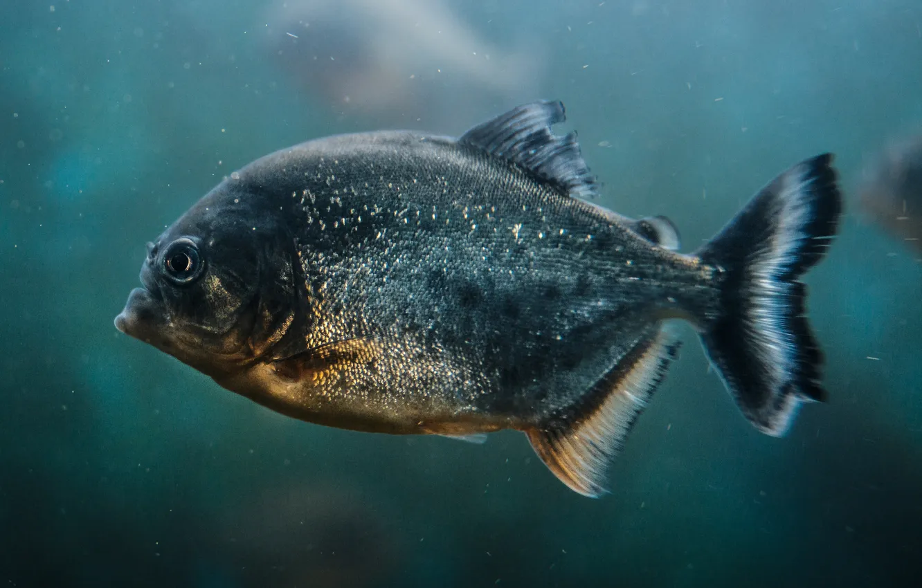 Photo wallpaper colors, fish, Piranha