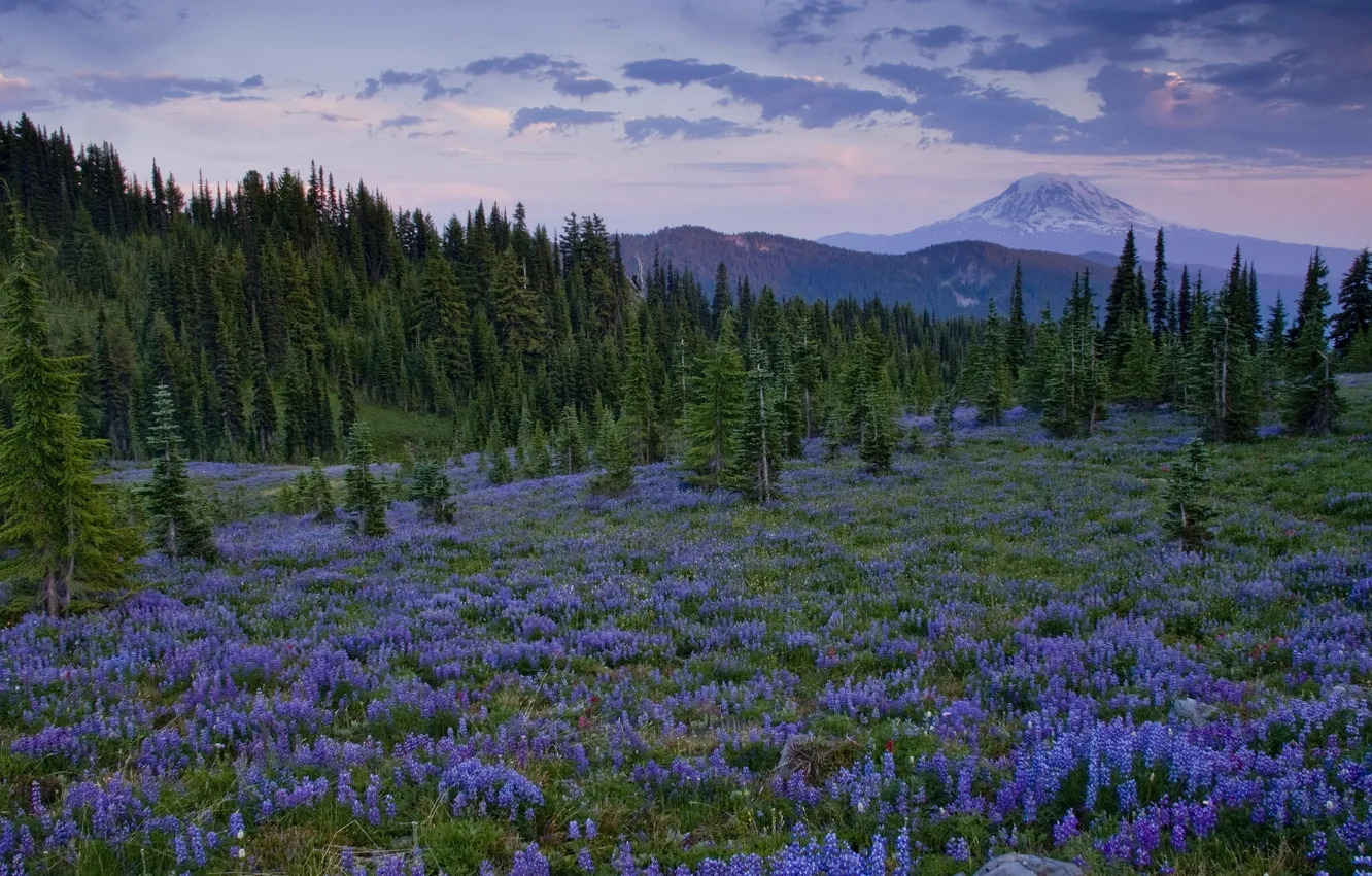 Photo wallpaper trees, flowers, mountains, glade, Washington, lupins, Cascade Range, Goat Rock Wilderness