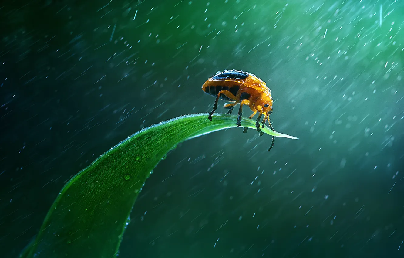 Photo wallpaper rain, insect, green leaf