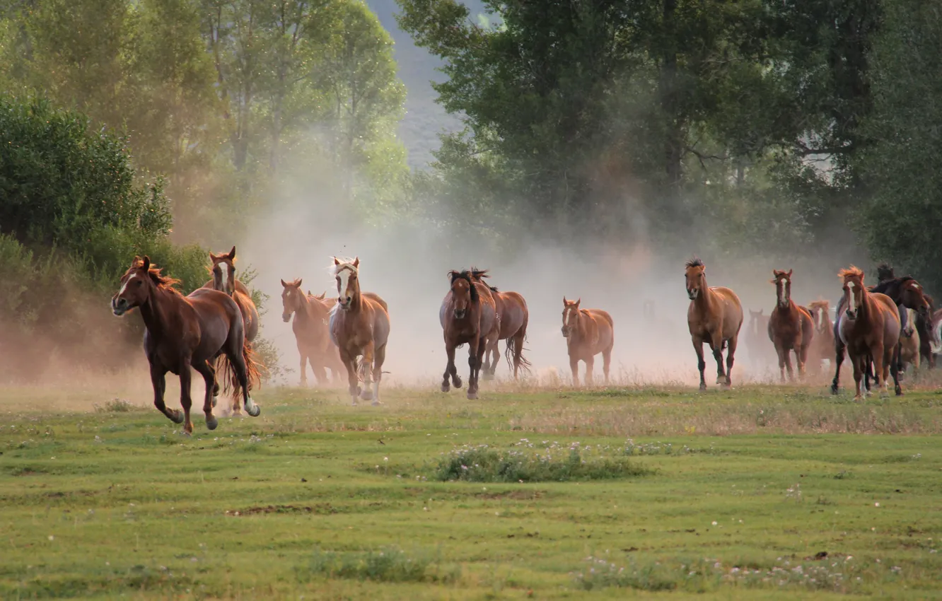 Photo wallpaper nature, horses, running, the herd