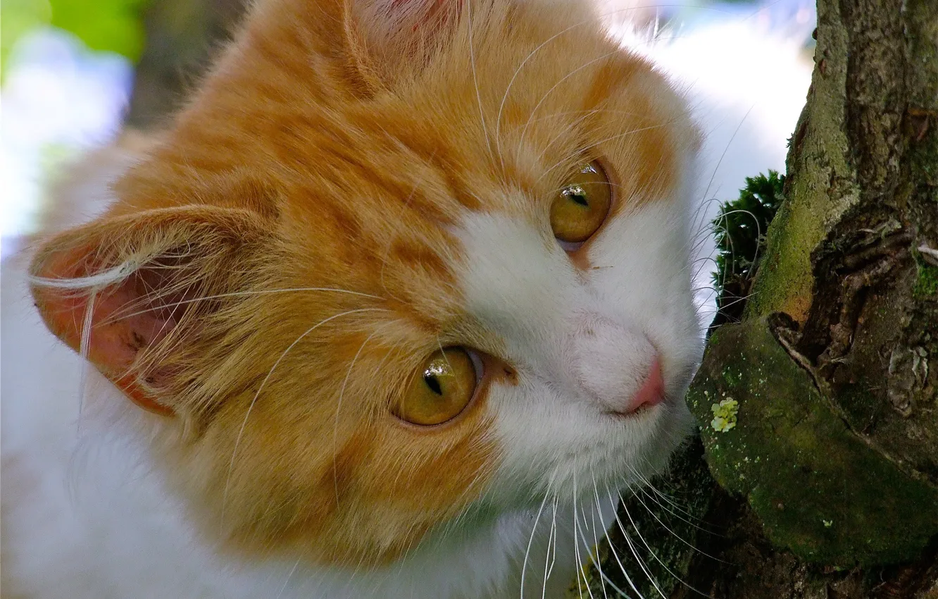 Photo wallpaper cat, cat, tree, muzzle, cat