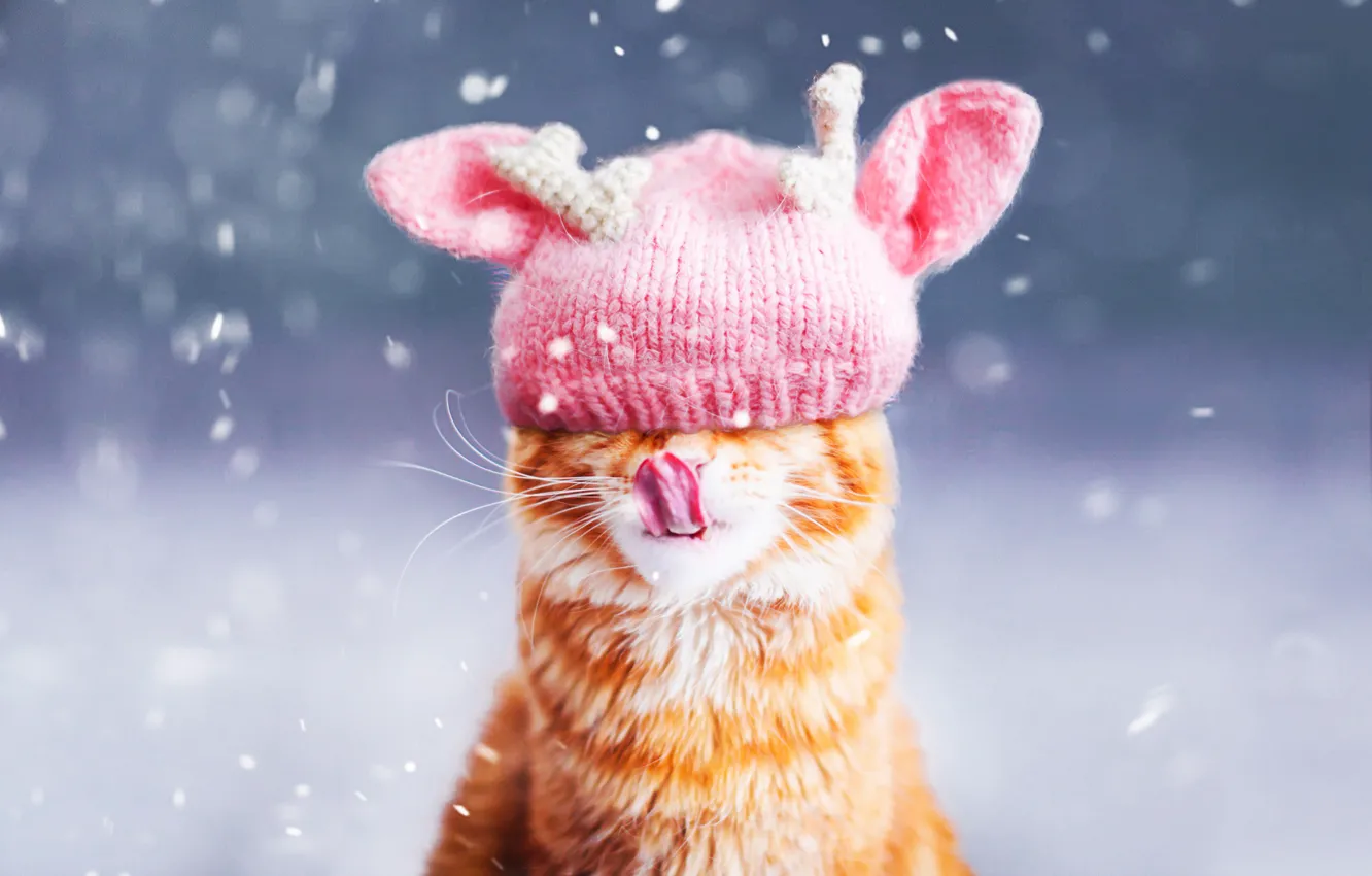 Photo wallpaper winter, language, cat, cat, face, snow, background, hat