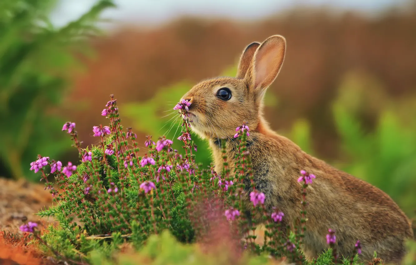 Photo wallpaper grass, flowers, hare, rabbit, razmytost