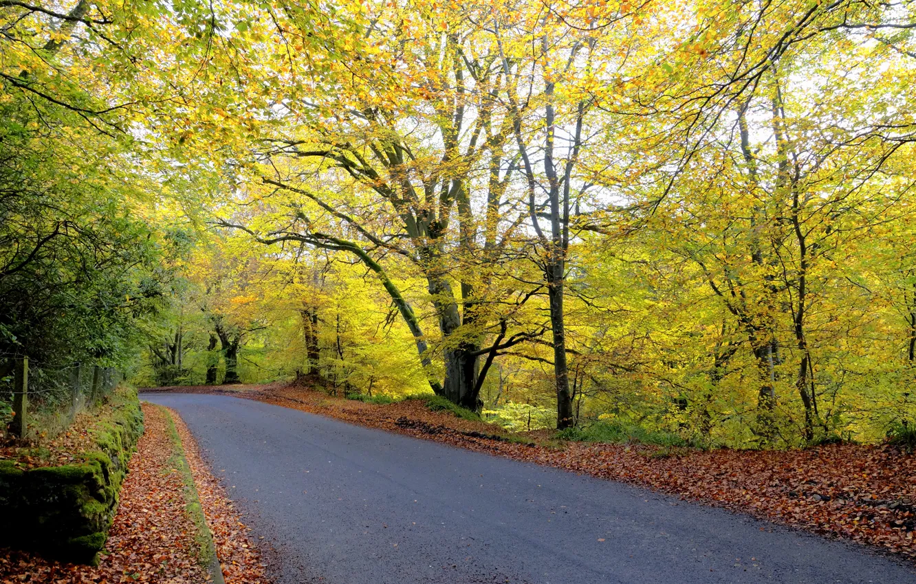 Photo wallpaper road, autumn, forest, leaves, trees