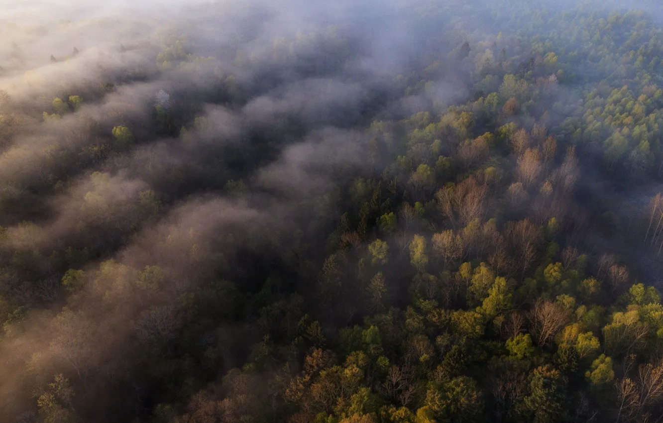 Photo wallpaper forest, fog, haze, the