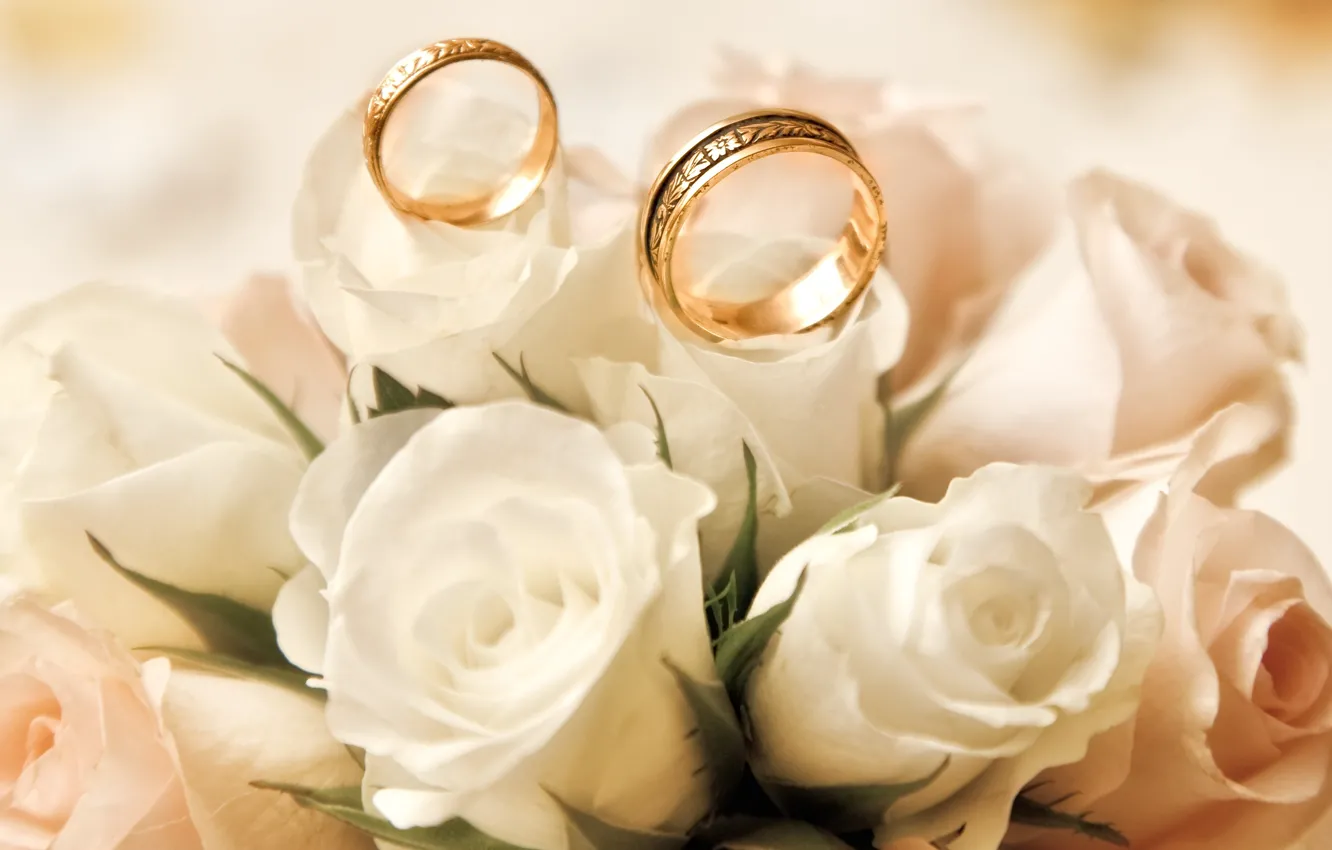Photo wallpaper roses, white, buds, engagement rings