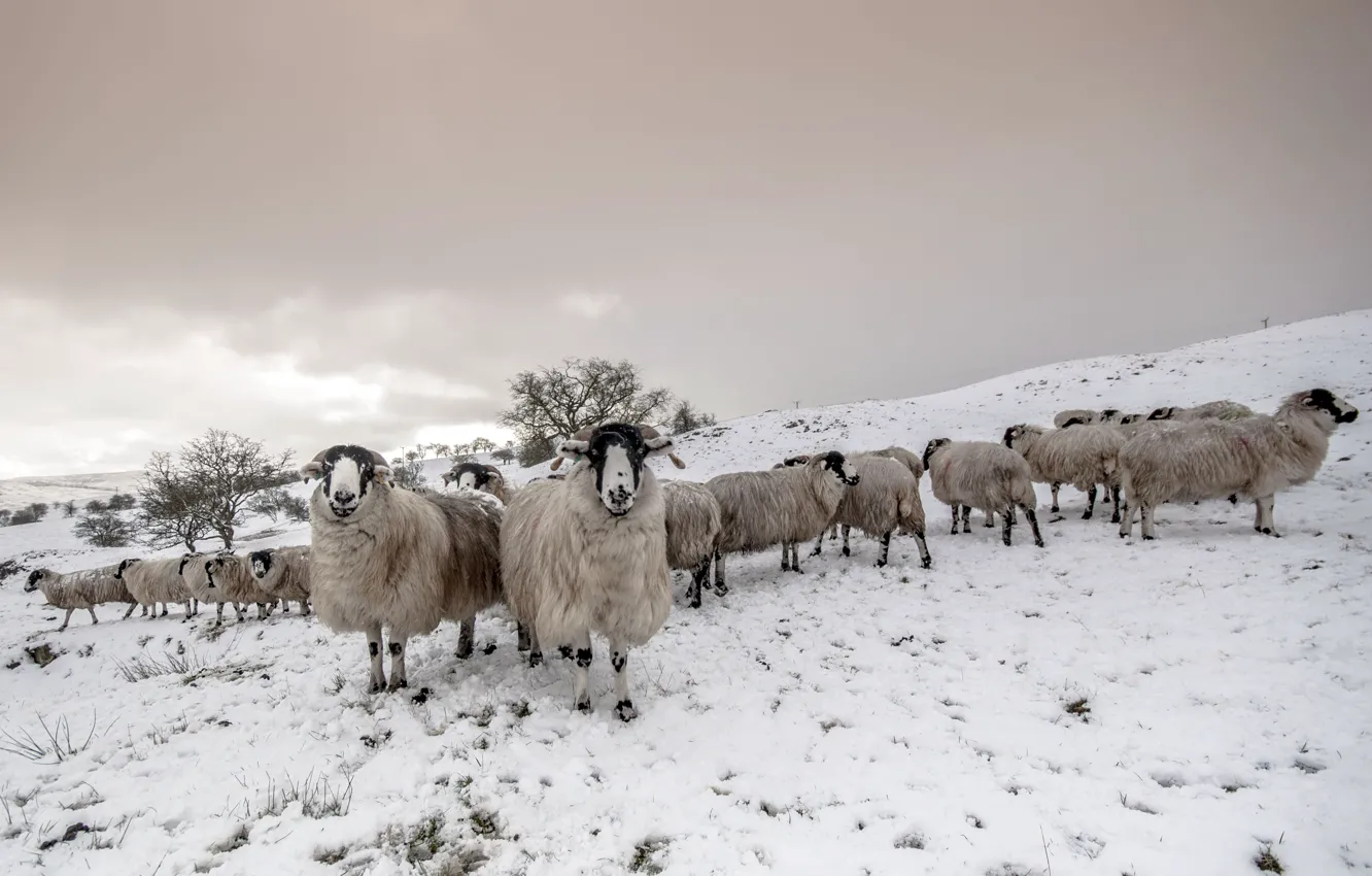 Photo wallpaper snow, sheep, the herd