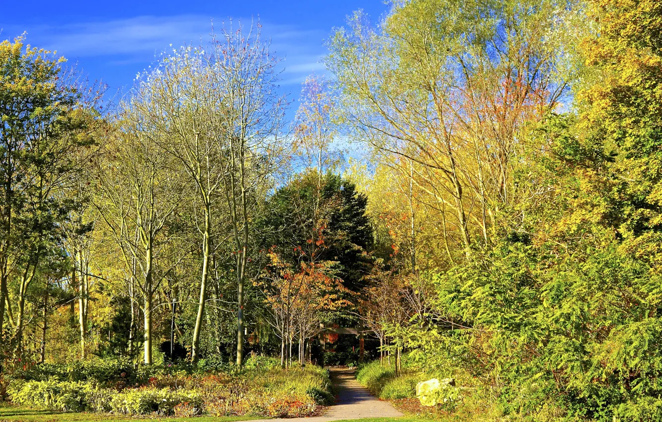 Photo wallpaper autumn, trees, Park, foliage, track