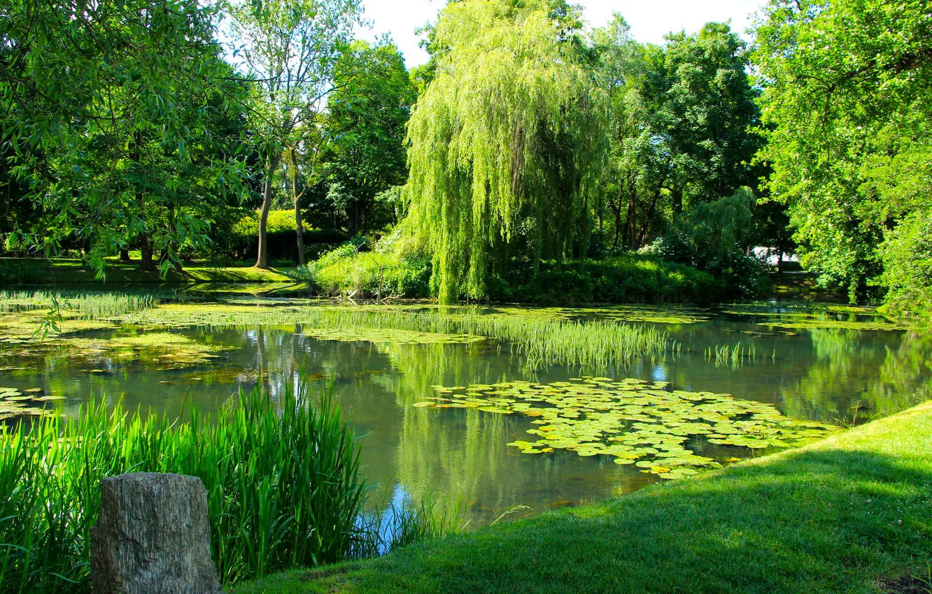 Photo wallpaper water, park, lake, pond