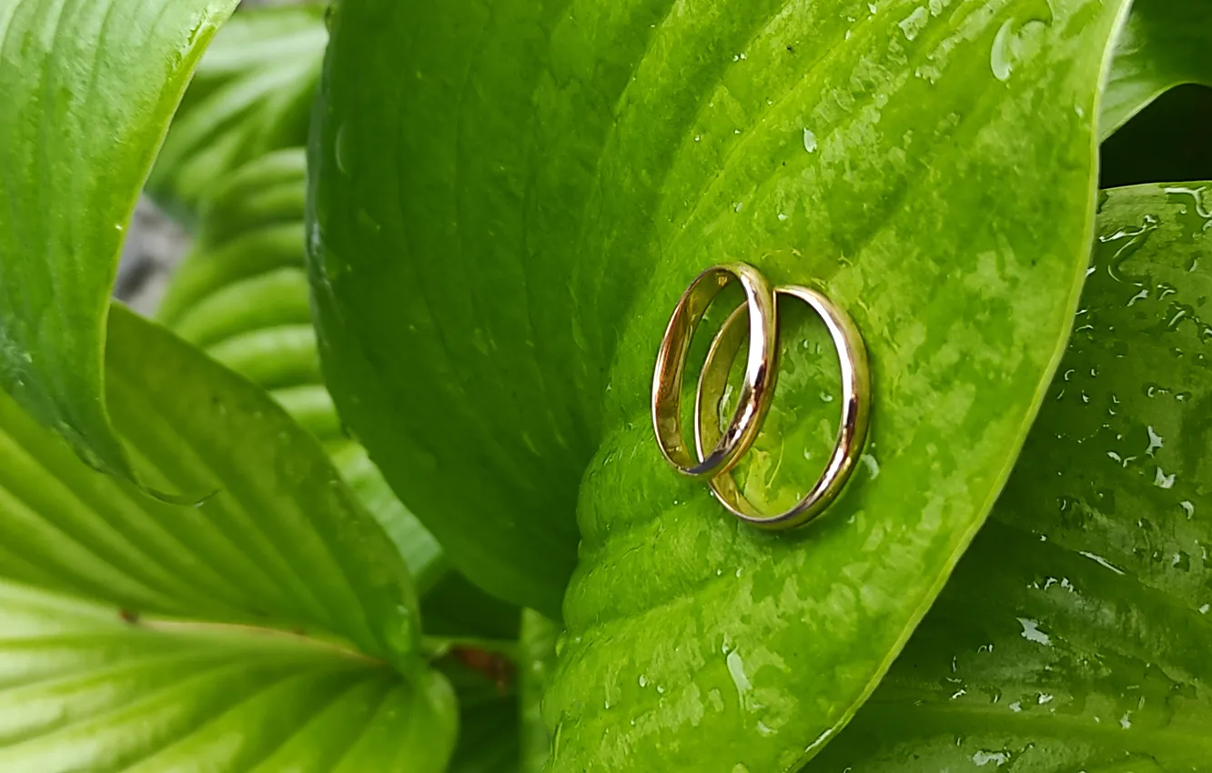 Photo wallpaper flowers, holiday, ring