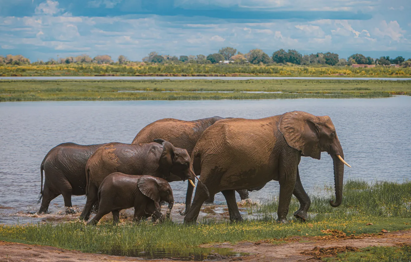 Photo wallpaper nature, river, elephant, the herd