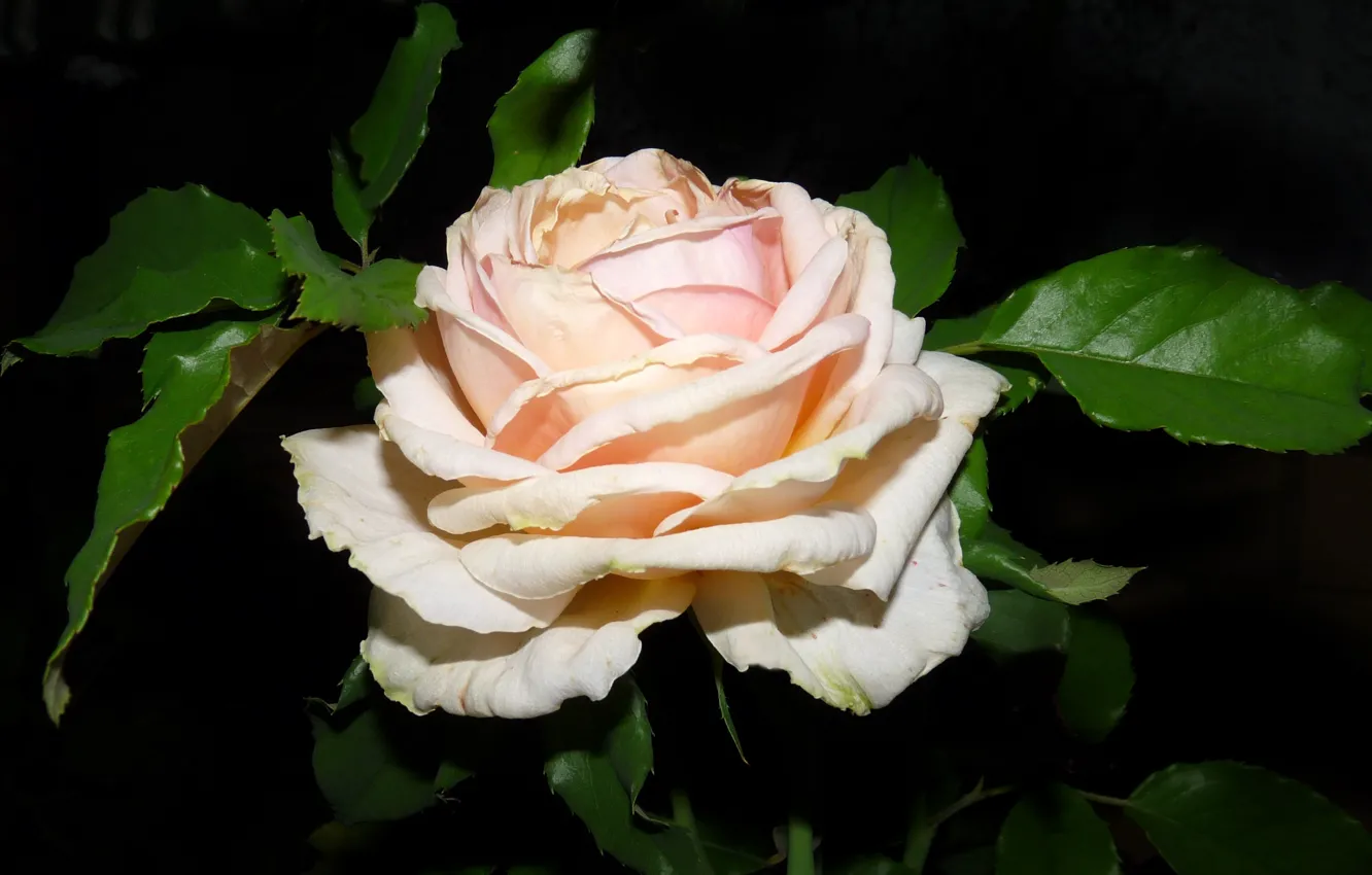 Photo wallpaper close-up, rose, petals, roses