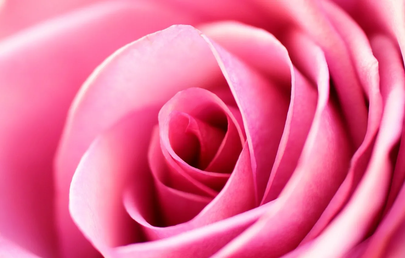 Photo wallpaper macro, roses, petals, pink