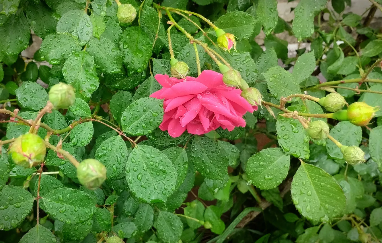 Photo wallpaper leaves, drops, rain, roses, buds, curly