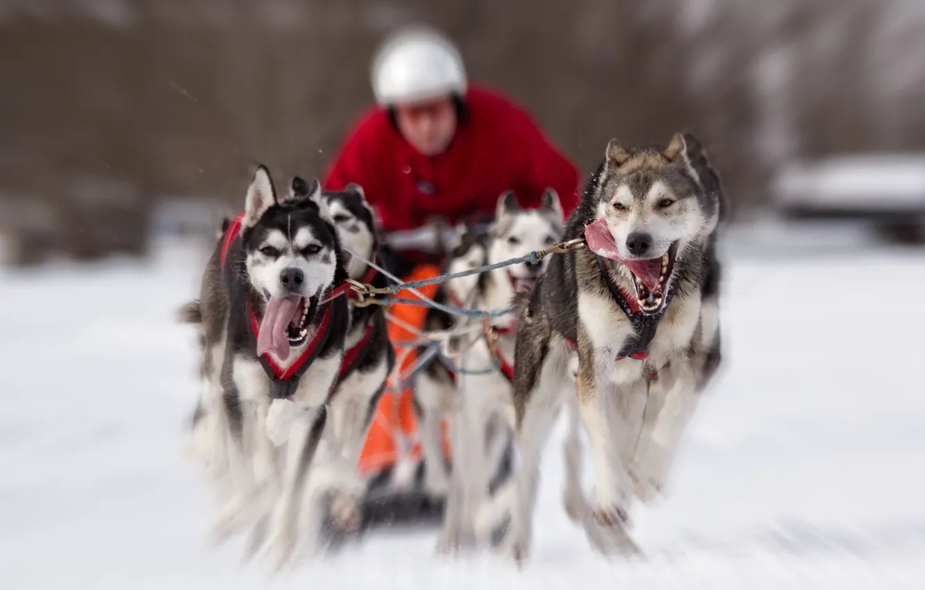 Photo wallpaper race, dog, running