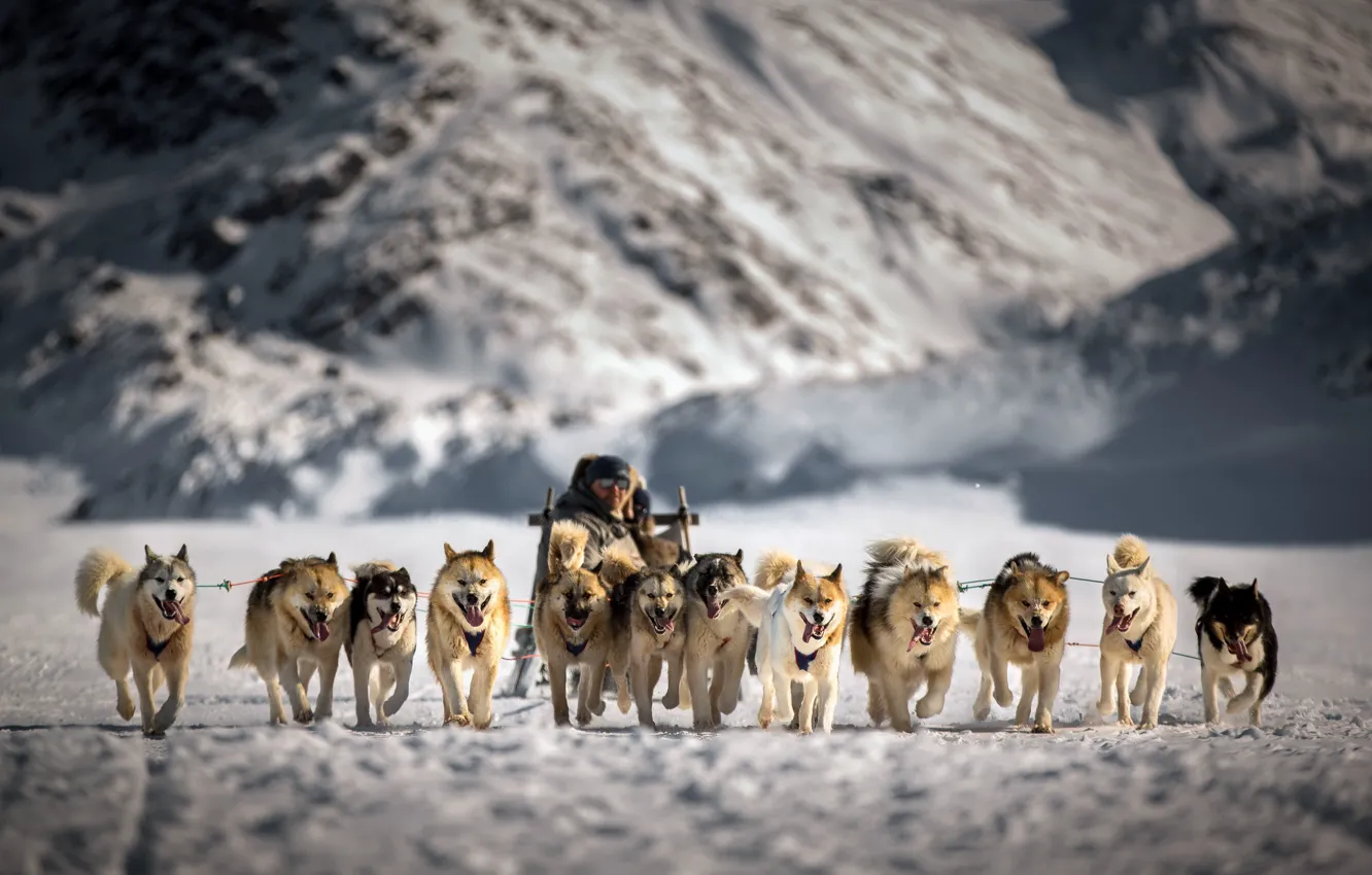 Photo wallpaper dogs, snow, team