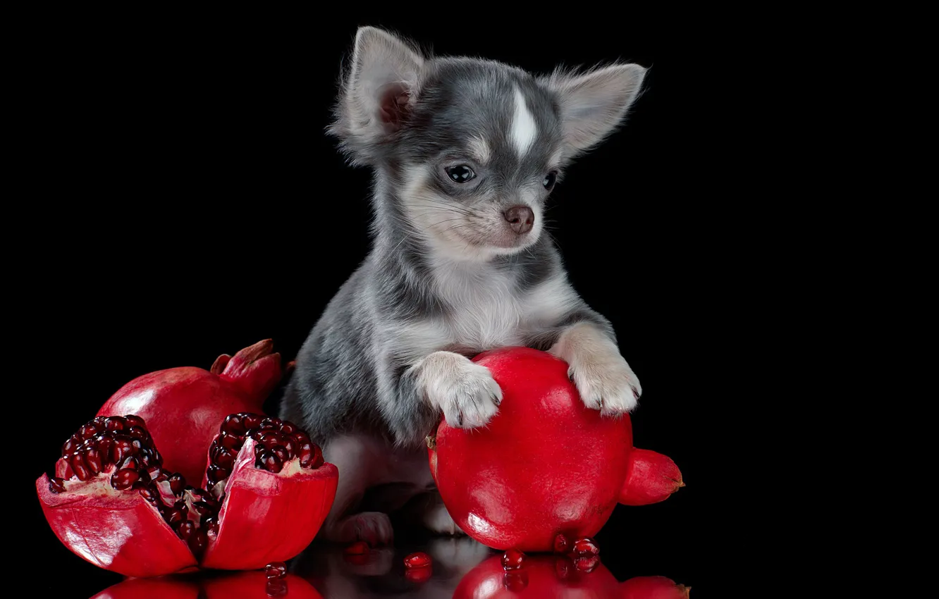 Photo wallpaper black background, doggie, garnet, Chihuahua, dog, Svetlana Pisareva