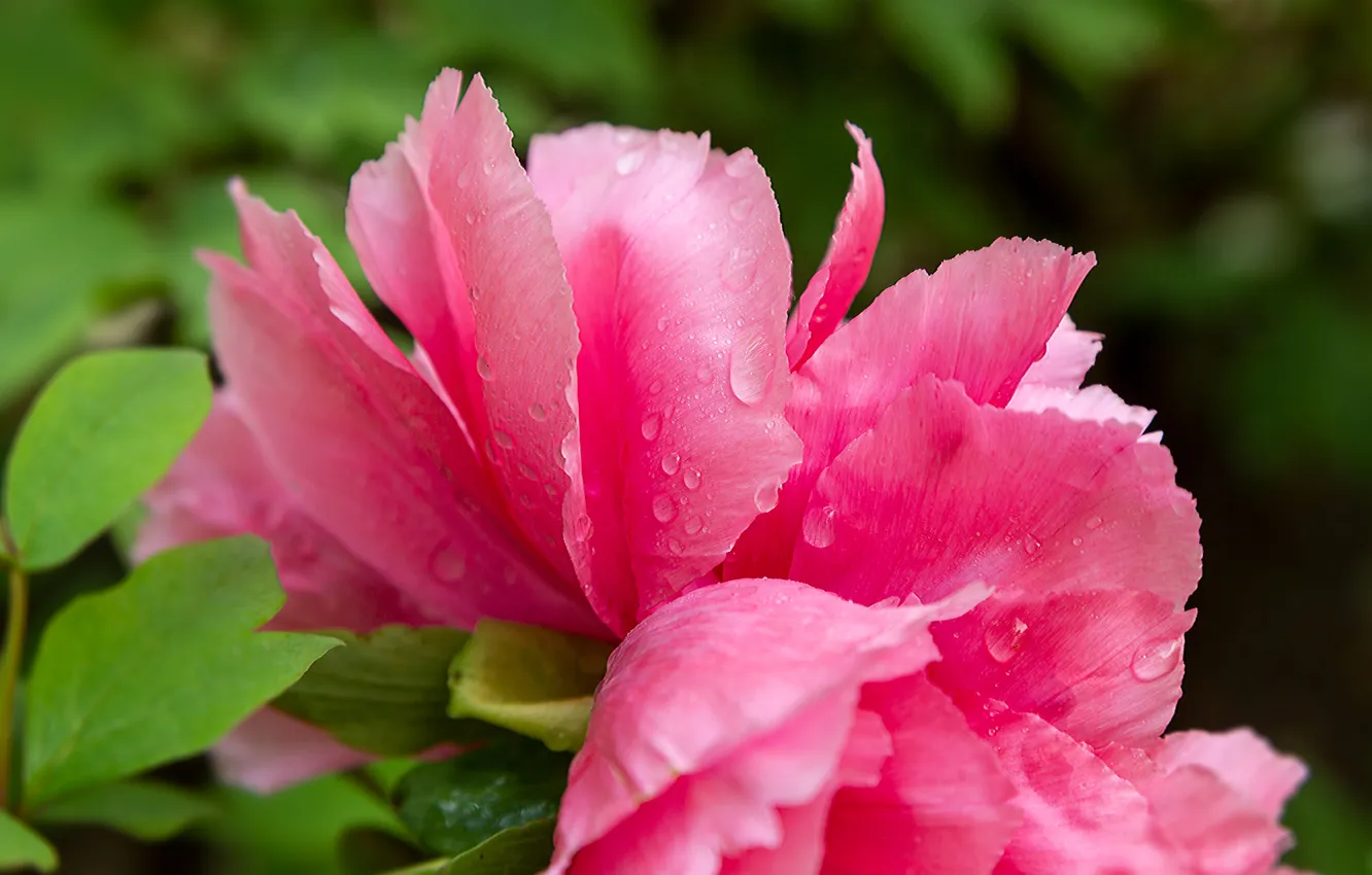 Photo wallpaper leaves, drops, macro, flowers, Rosa, spring, petals, pink