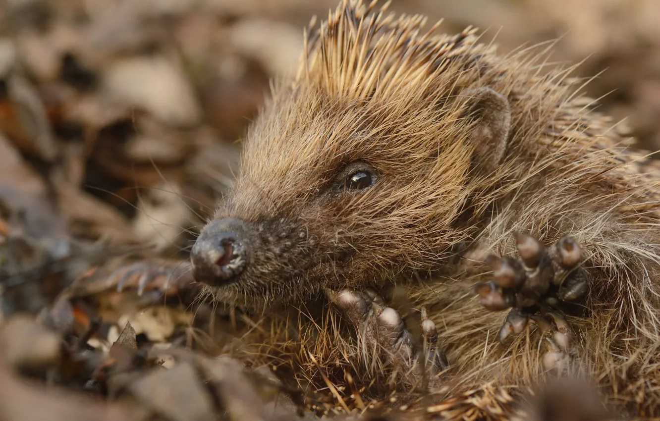 Photo wallpaper look, close-up, nature, portrait, legs, muzzle, hedgehog, bokeh