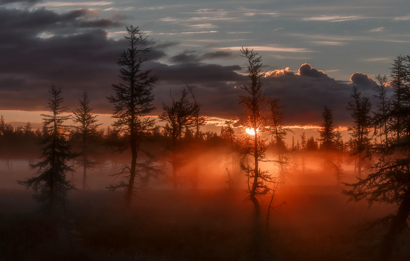 Photo wallpaper the sun, rays, trees, fog, sunrise, twilight, glow