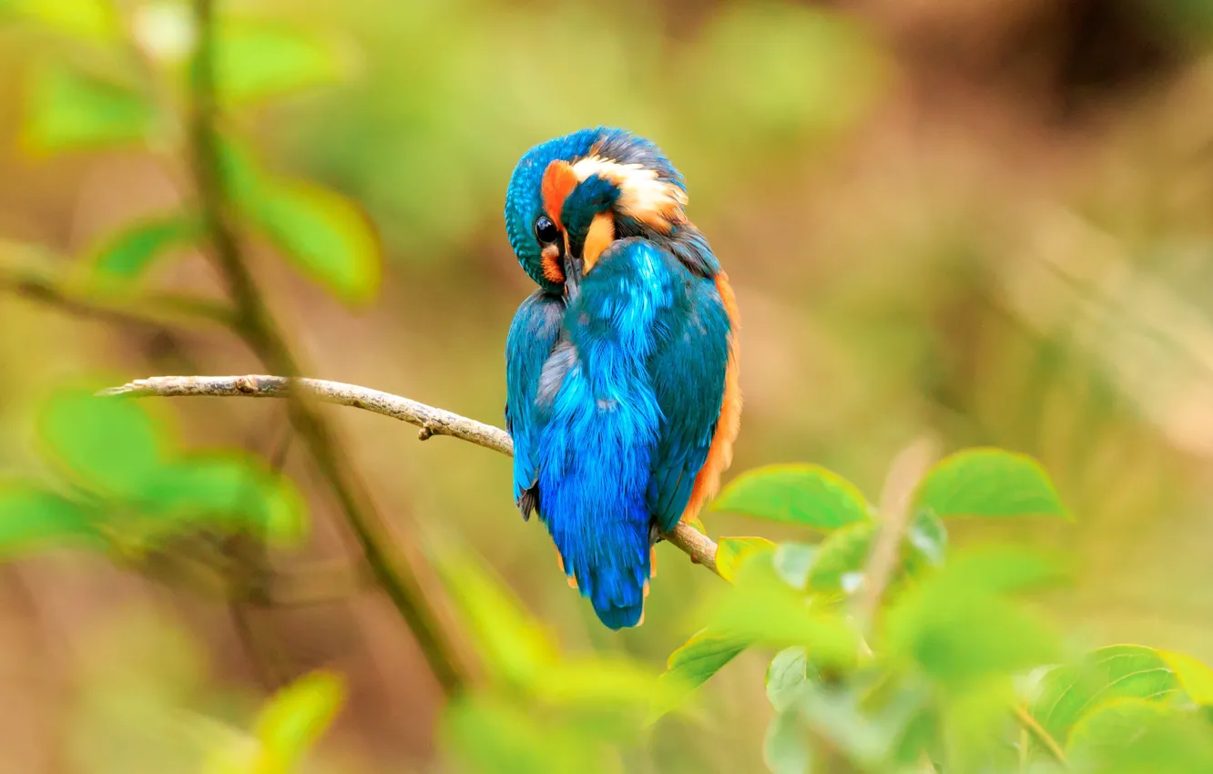 Photo wallpaper greens, leaves, branches, nature, pose, background, blue, bird