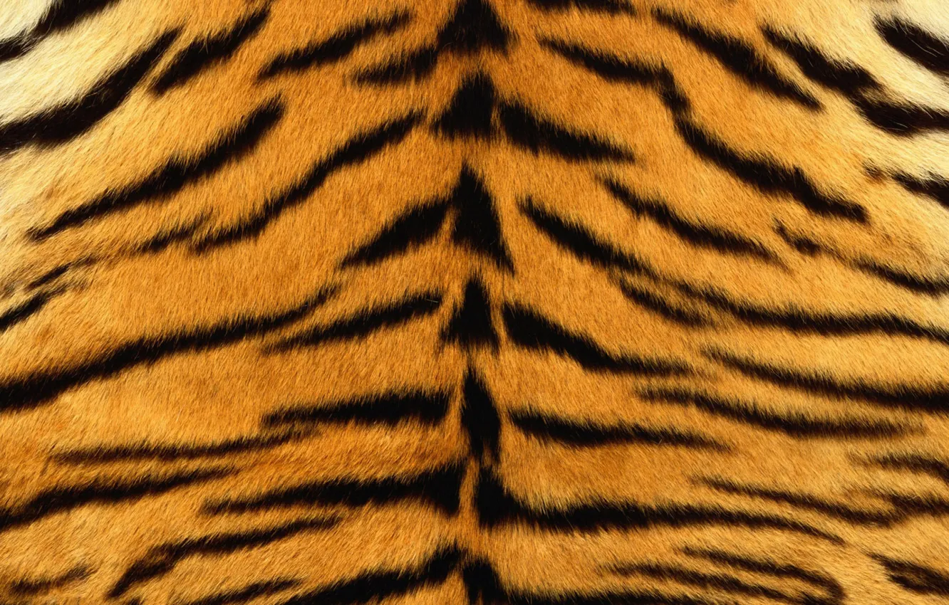 Photo wallpaper tiger, skin, fur, texture, animal, fur