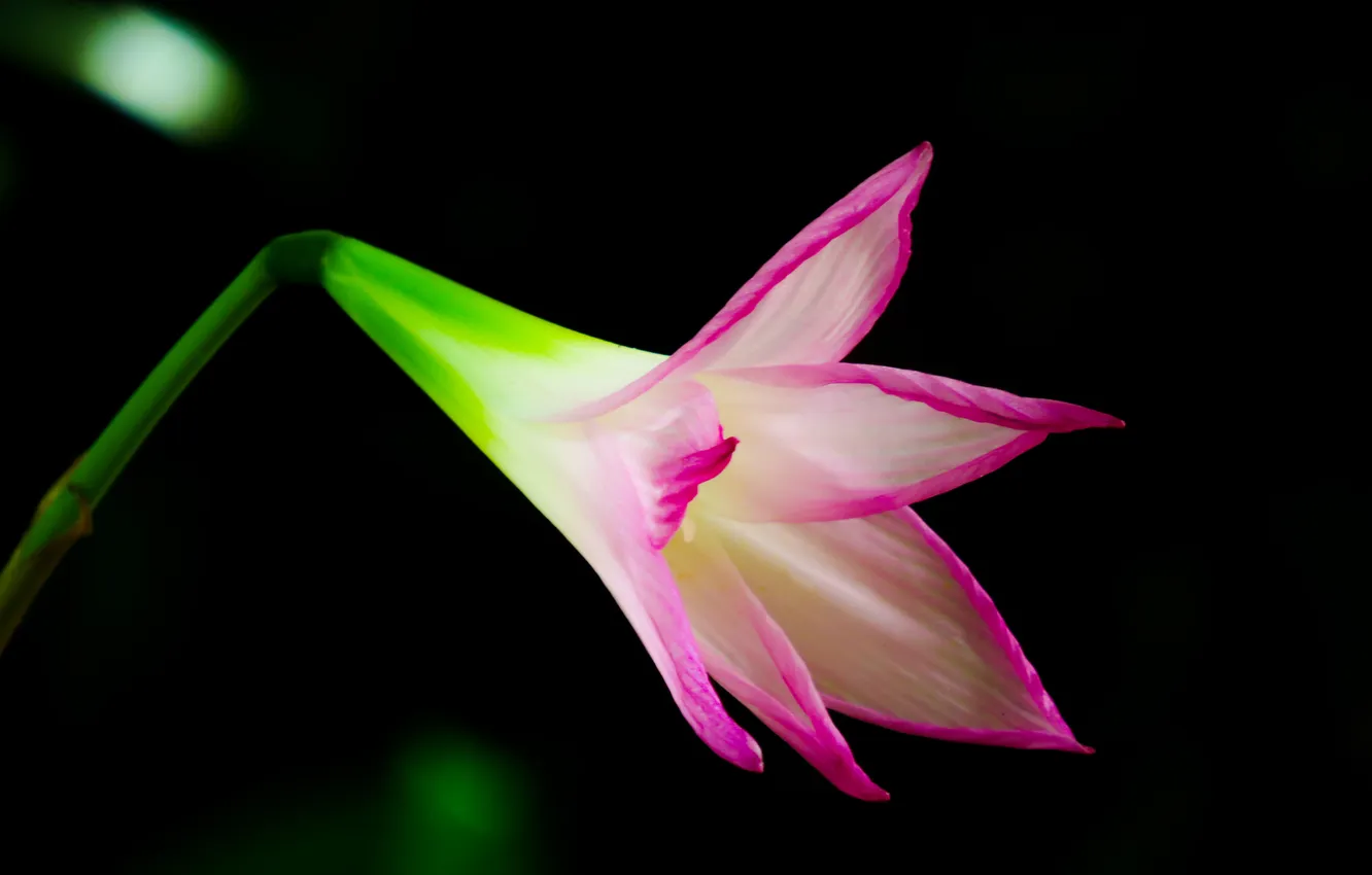 Photo wallpaper flowers, nature, background, petals, stem