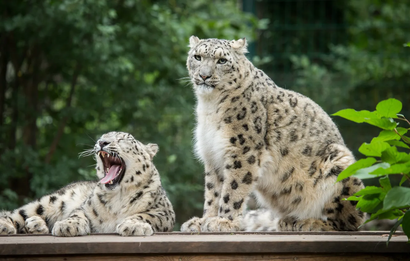 Photo wallpaper cat, pair, IRBIS, snow leopard, yawns