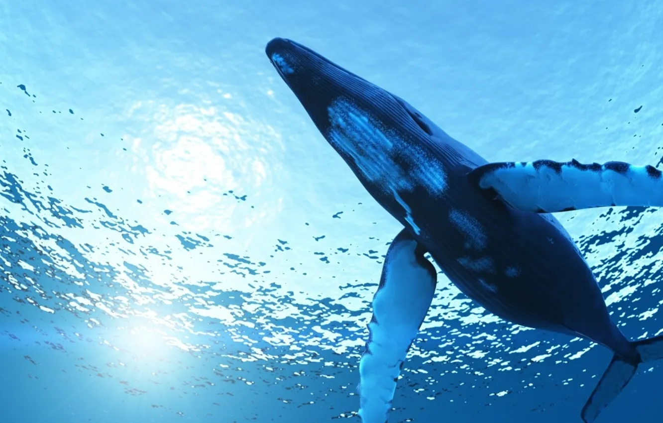 Photo wallpaper ocean, clean water, Blue Whale