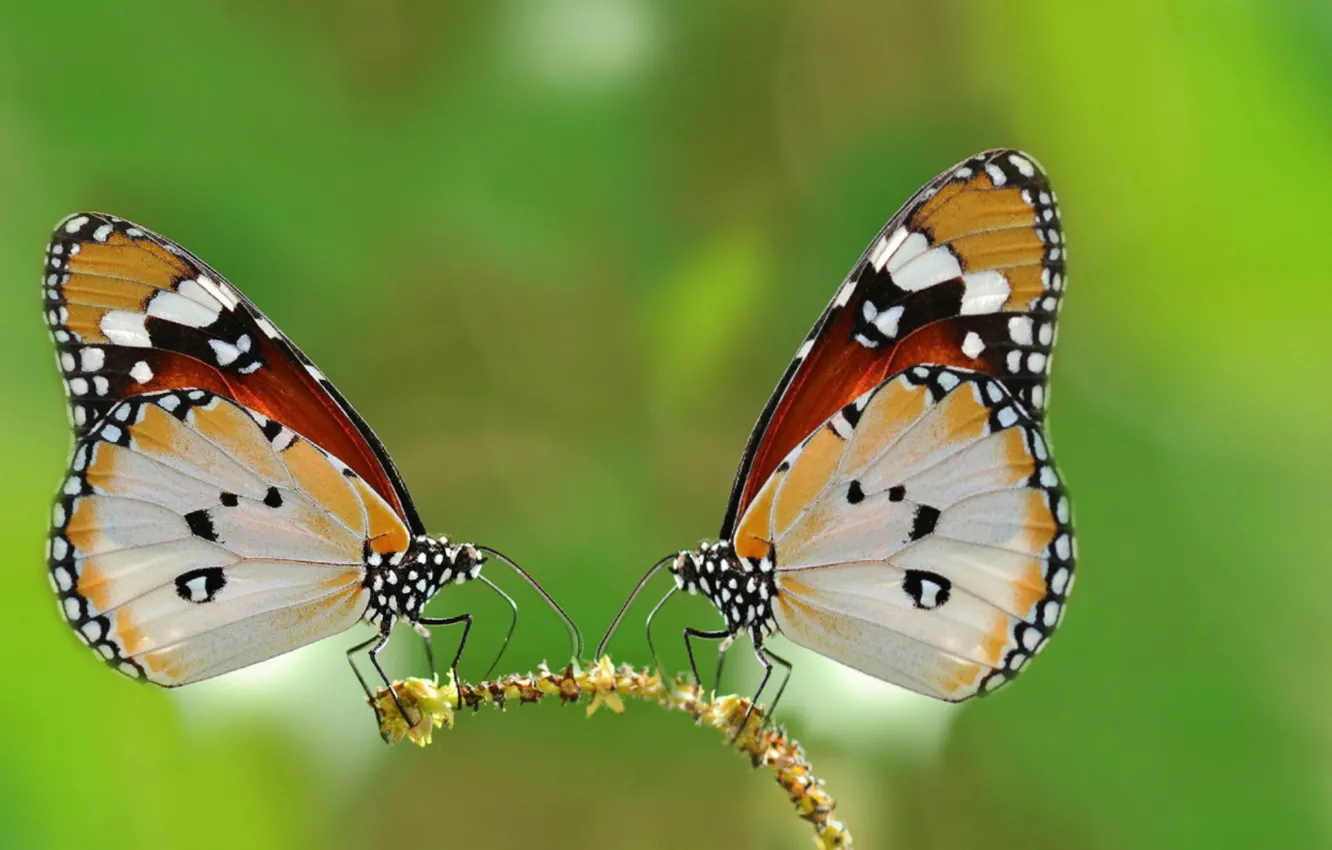 Photo wallpaper garden, spring, plant, butterflies