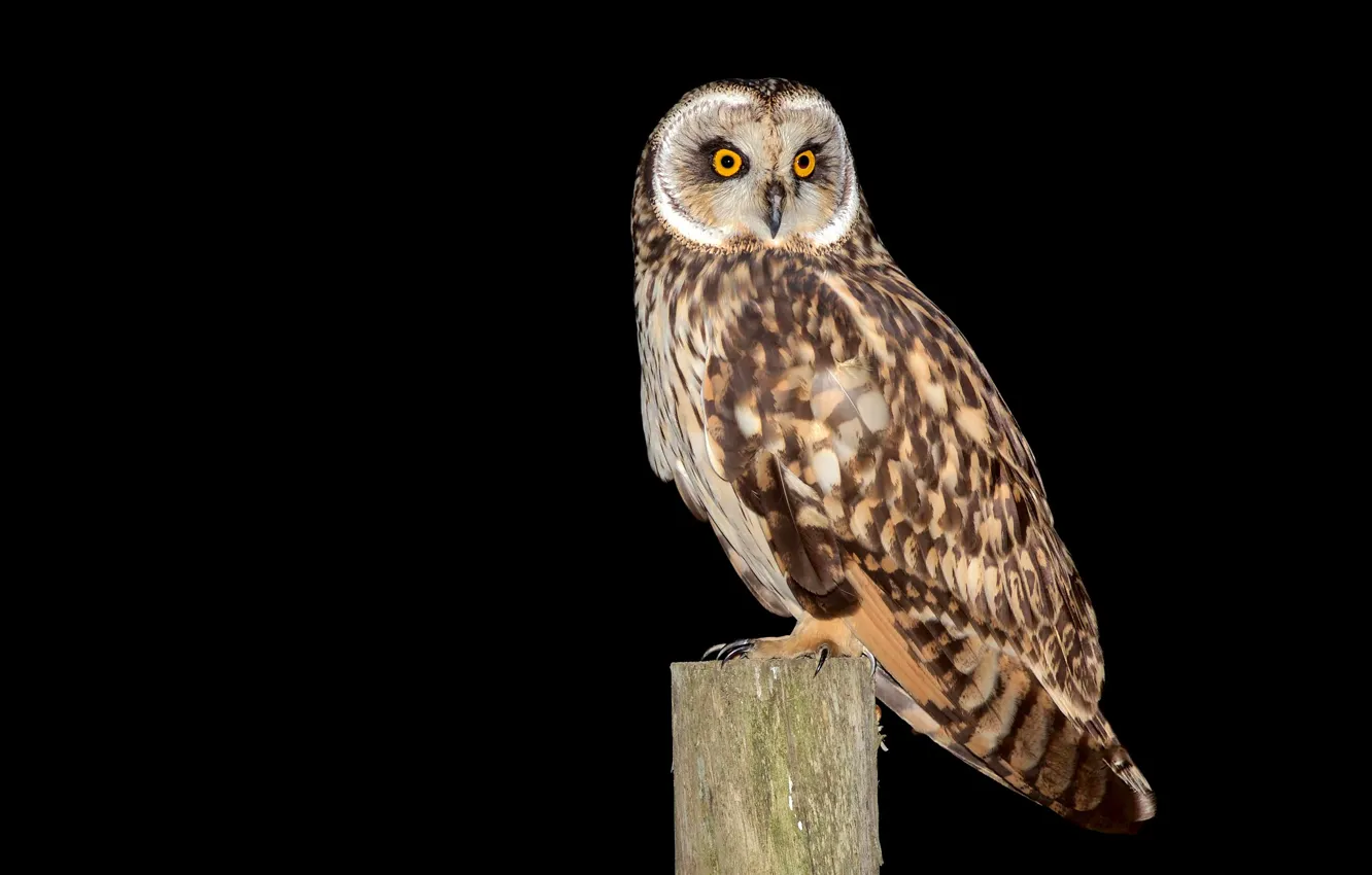 Photo wallpaper owl, bird, post, feathers, black background, Asio flammeus, short-eared owl, Coruja-do-nabal