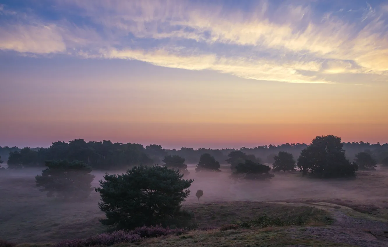 Photo wallpaper field, forest, the sky, trees, fog, morning, haze, the bushes