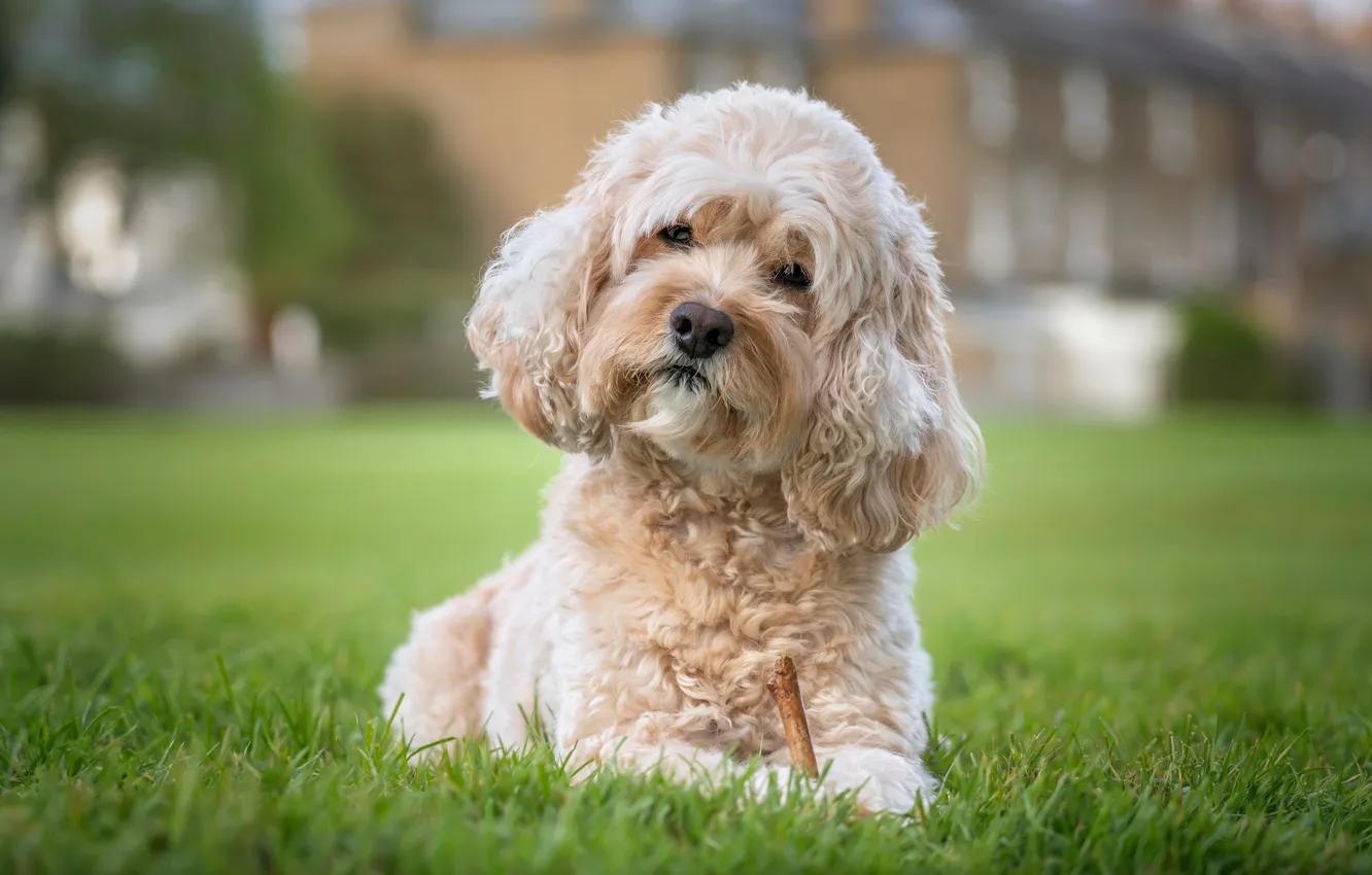 Photo wallpaper grass, nature, brown, dog, head, portrait, Ginger, poodle