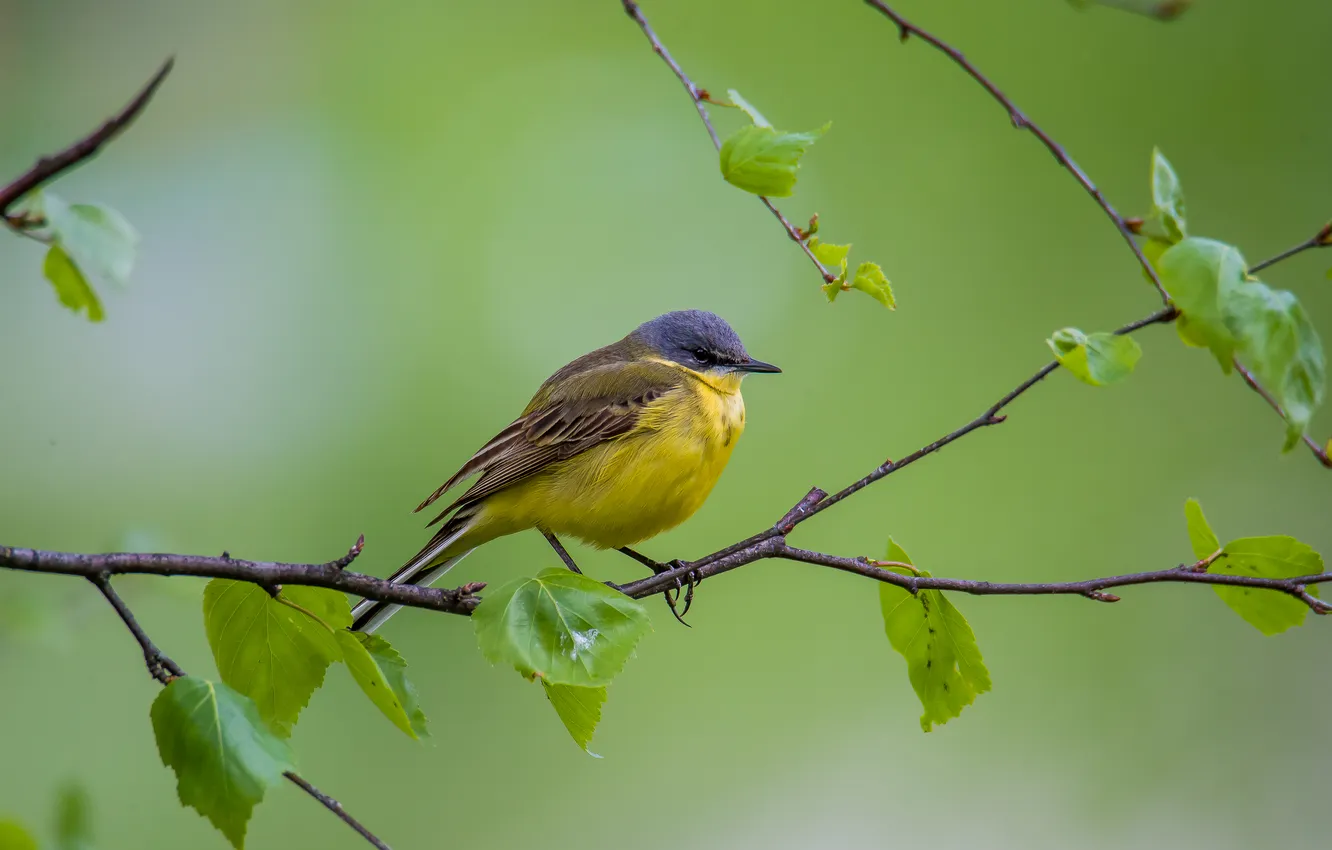 Photo wallpaper nature, background, bird, Wagtail