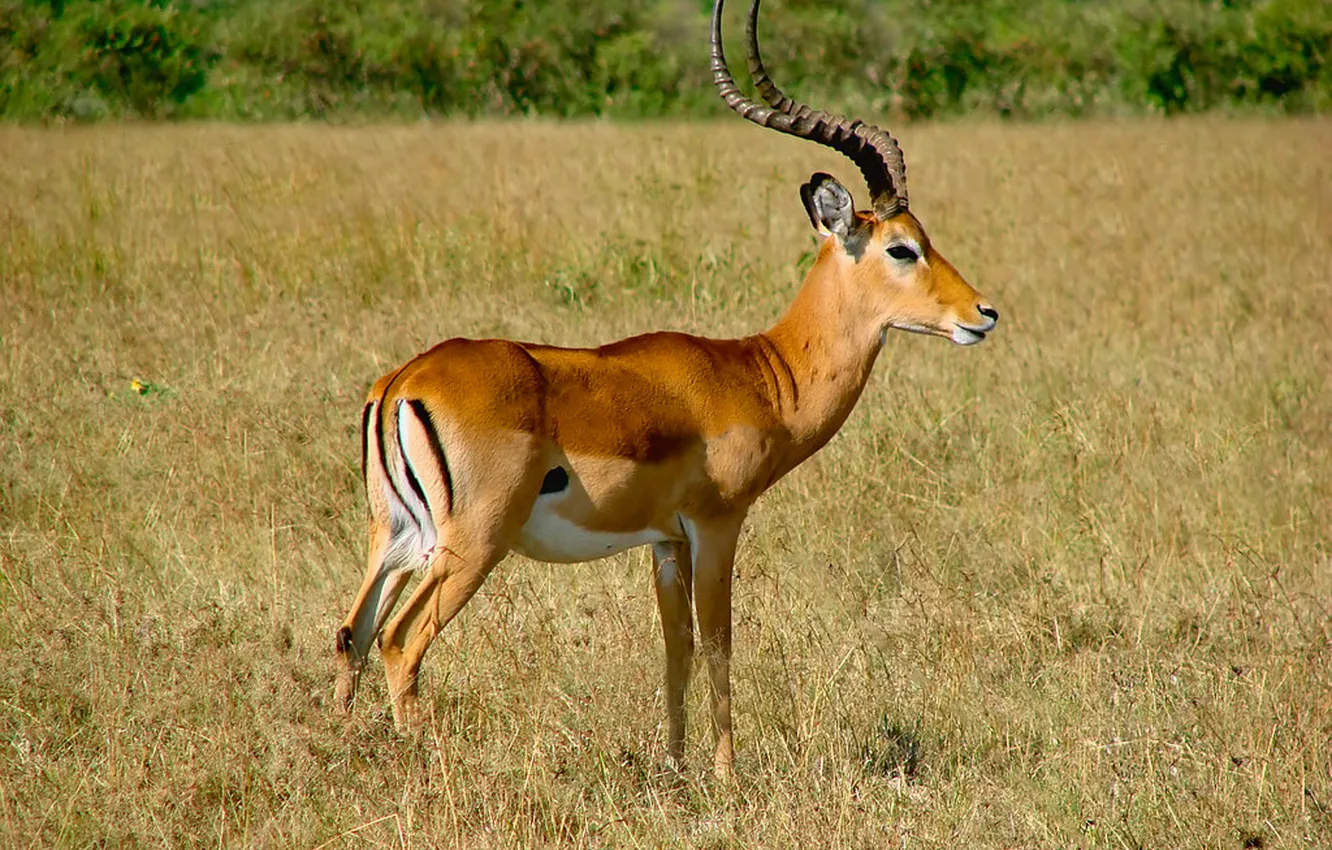 Photo wallpaper Africa, male, Impala