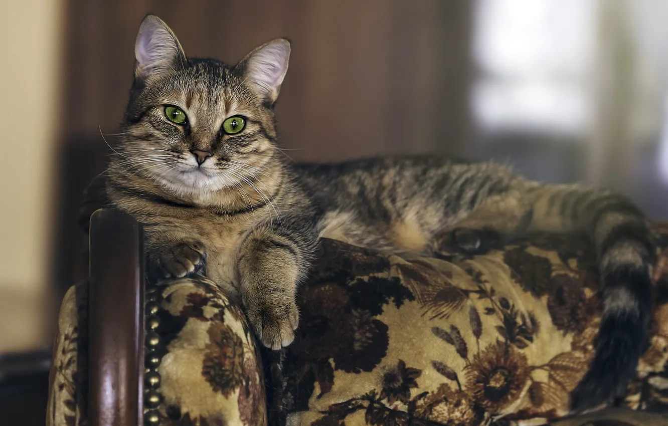 Photo wallpaper cat, comfort, home