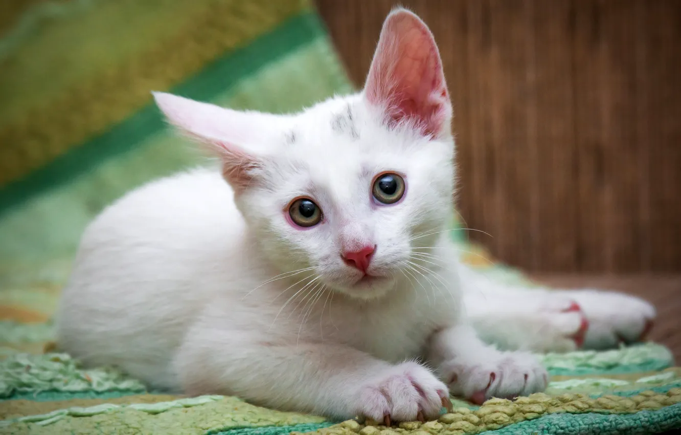Photo wallpaper cat, white, eyes, look, portrait, floor, lies, Mat