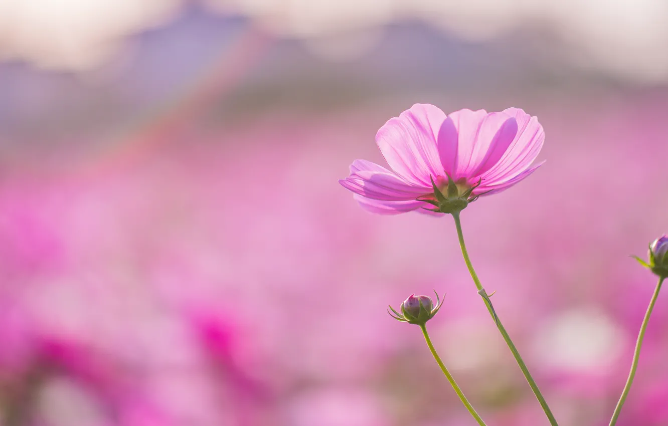 Photo wallpaper field, flower, macro, pink, focus, petals, blur, Kosmeya