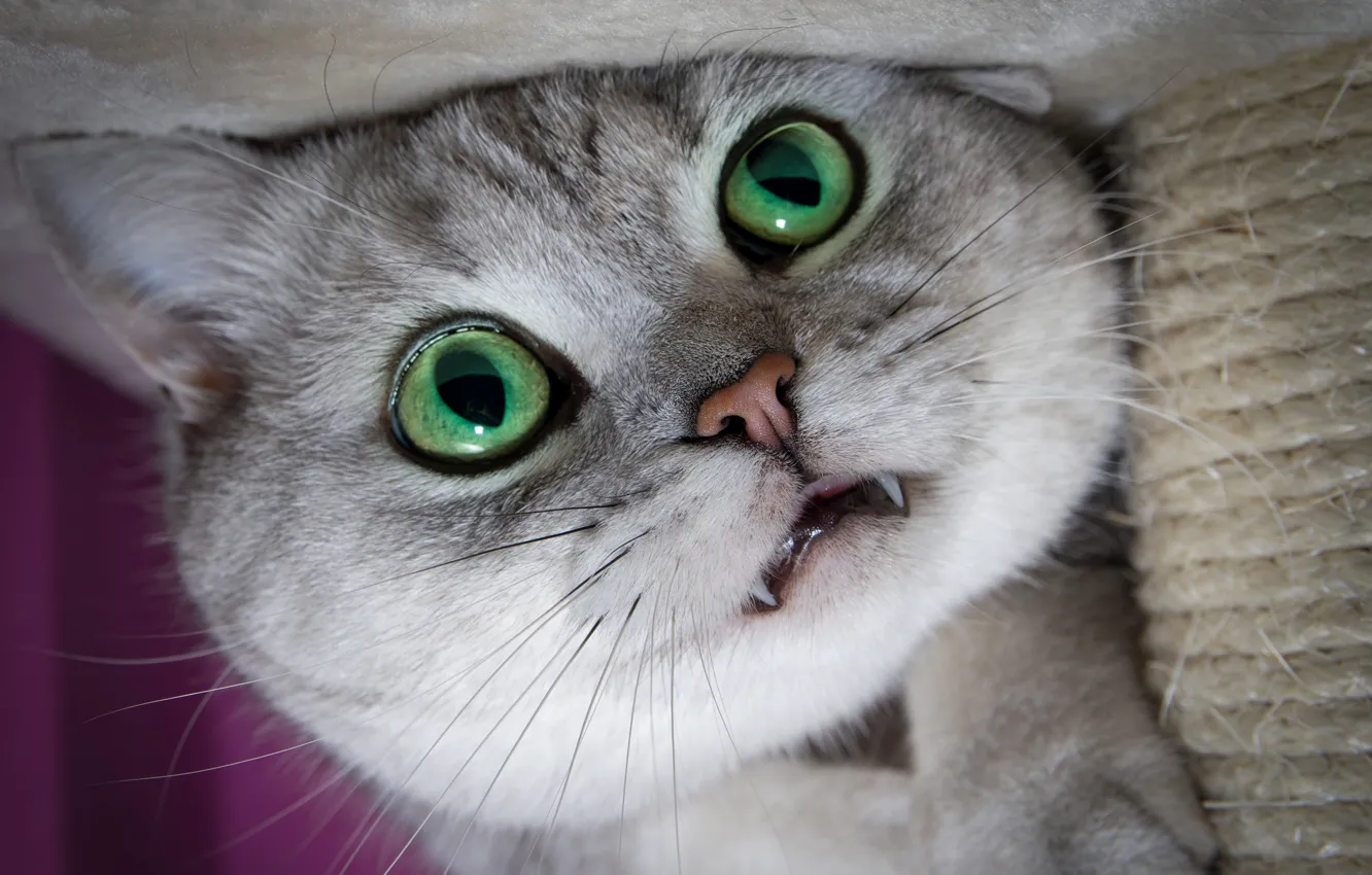 Photo wallpaper cat, cat, look, close-up, kitty, fangs, face, green eyes