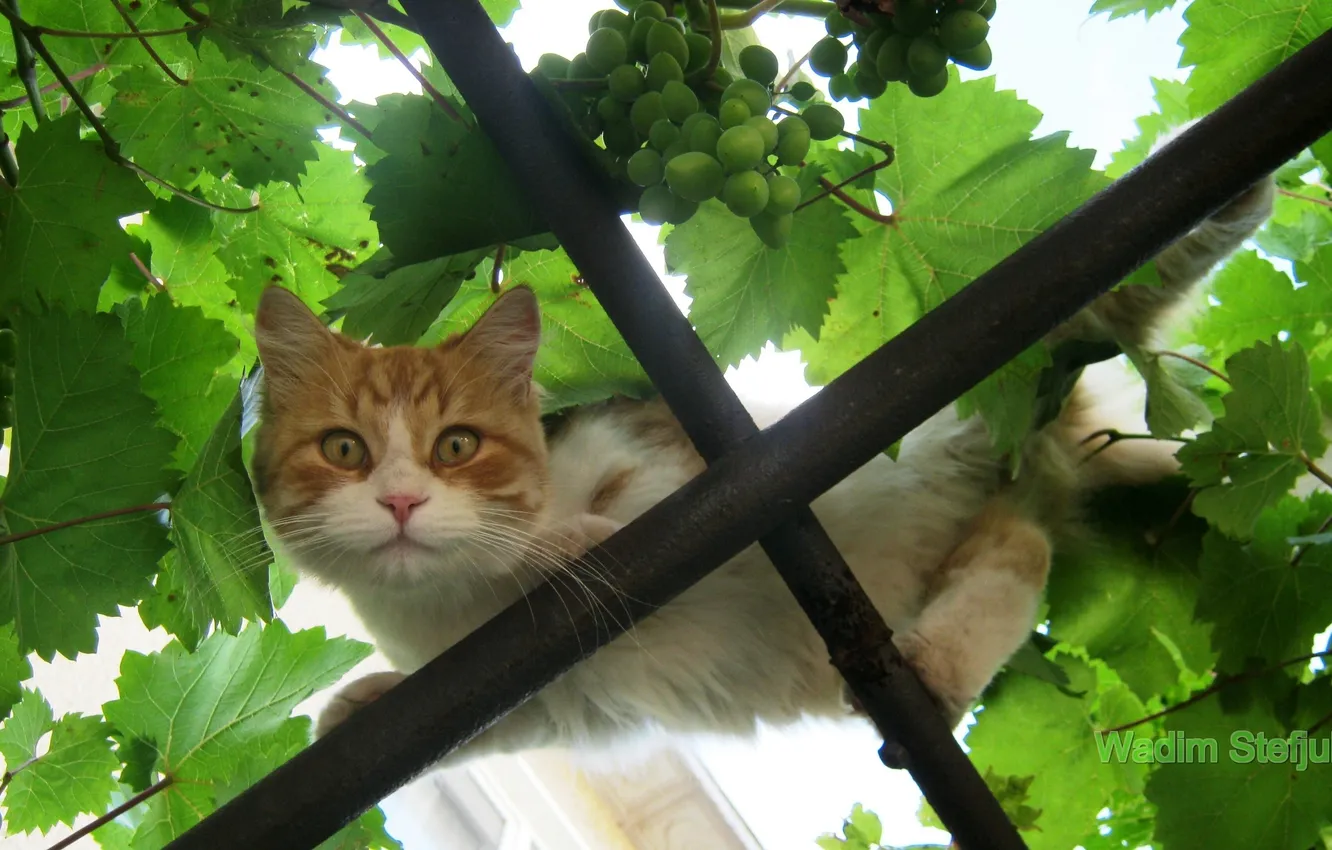 Photo wallpaper cat, vineyard, red cat