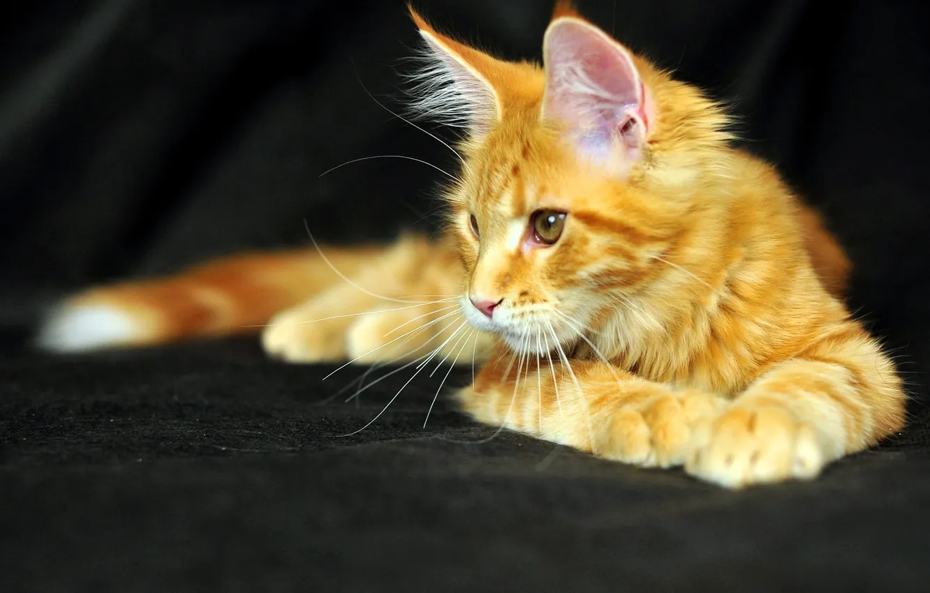 Photo wallpaper look, red, kitty, Maine Coon