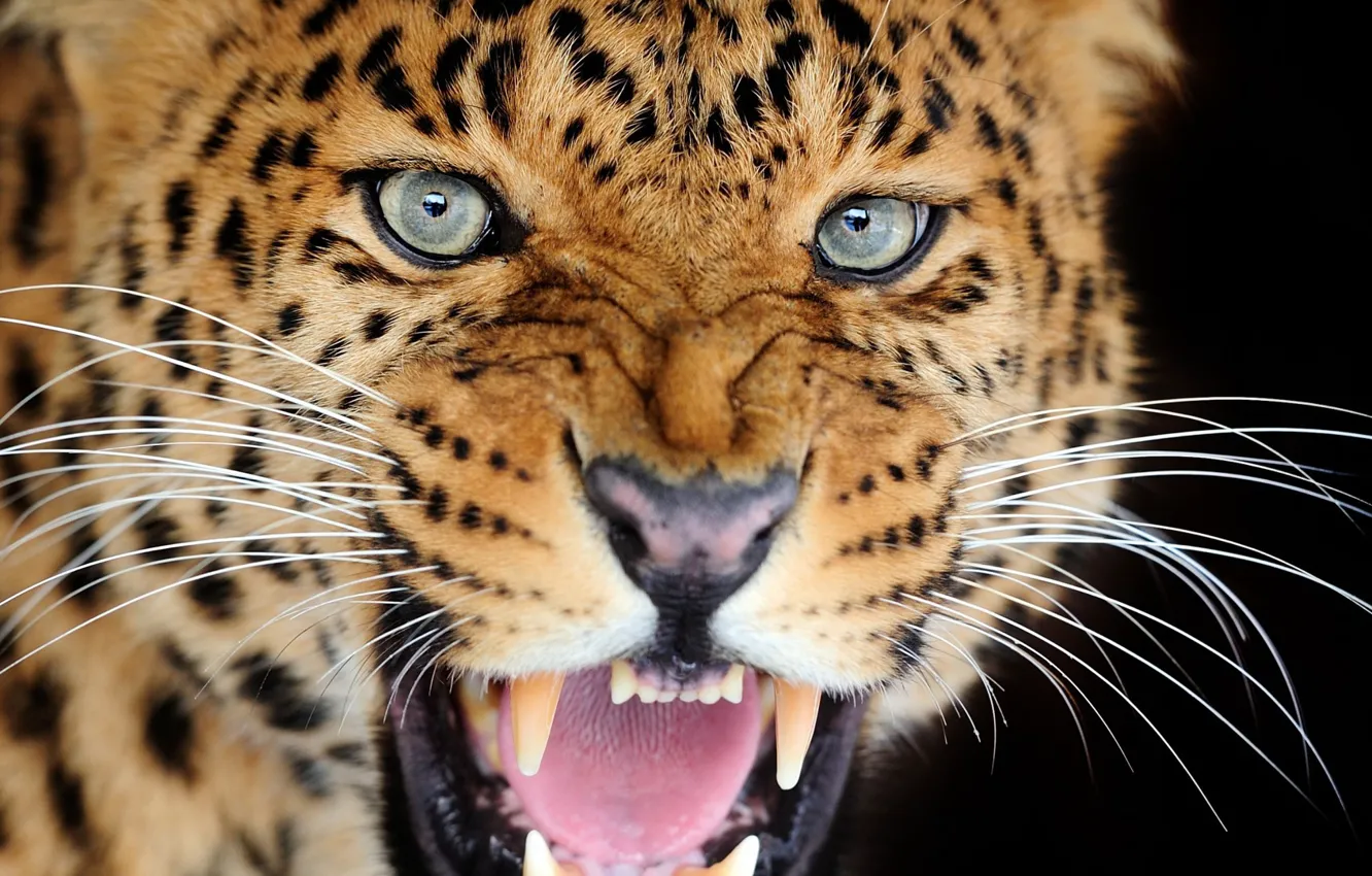Photo wallpaper cat, look, mouth, leopard, fangs, grin
