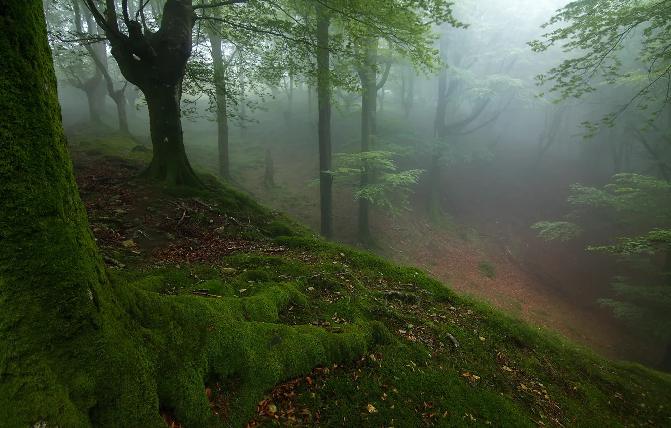 Photo wallpaper autumn, forest, trees, fog, moss, slope