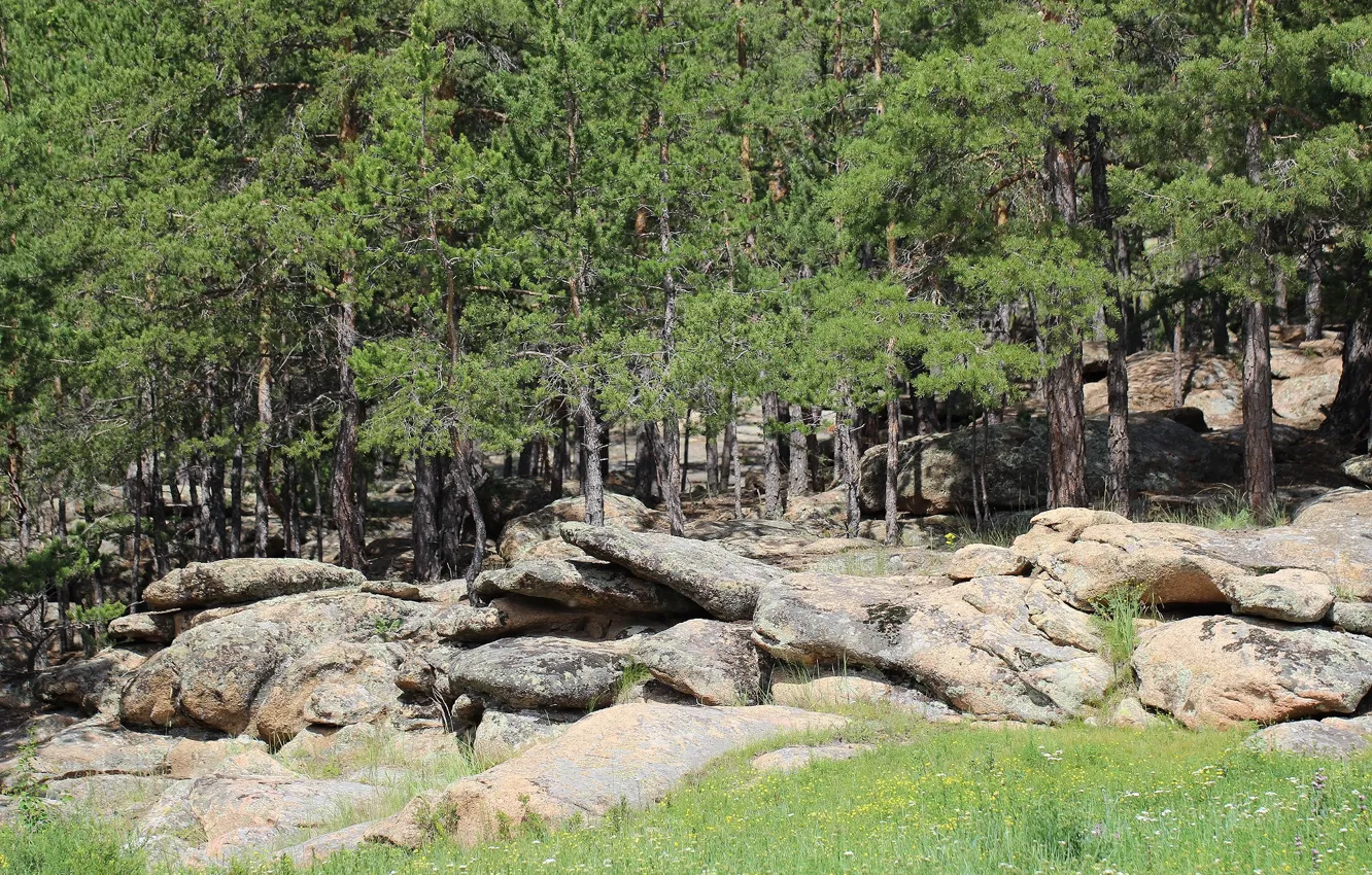 Photo wallpaper greens, forest, stones