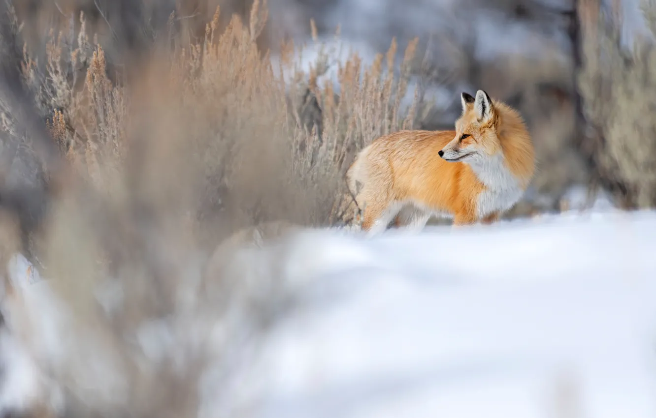 Photo wallpaper winter, snow, Fox, red, the bushes