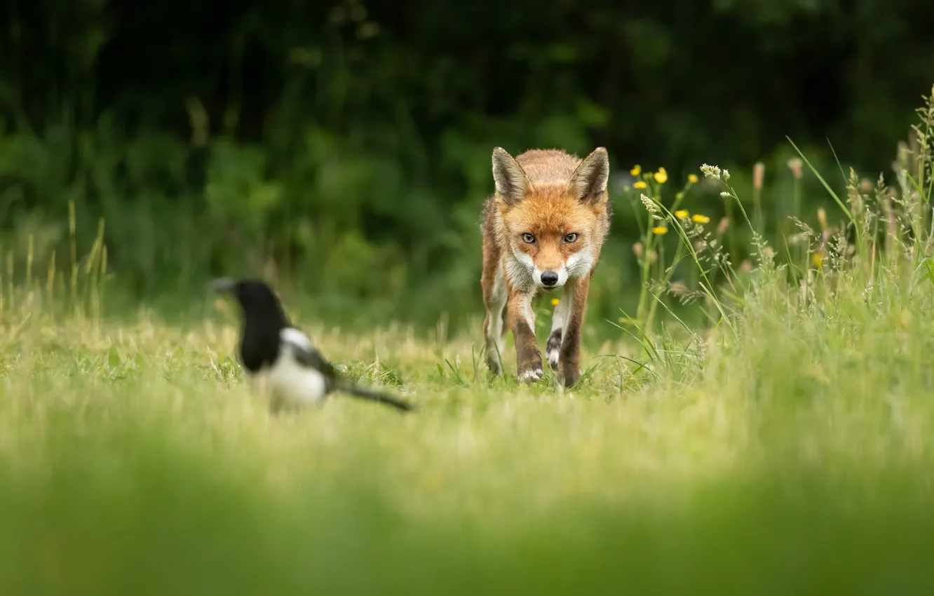 Photo wallpaper summer, grass, look, face, pose, bird, glade, Fox