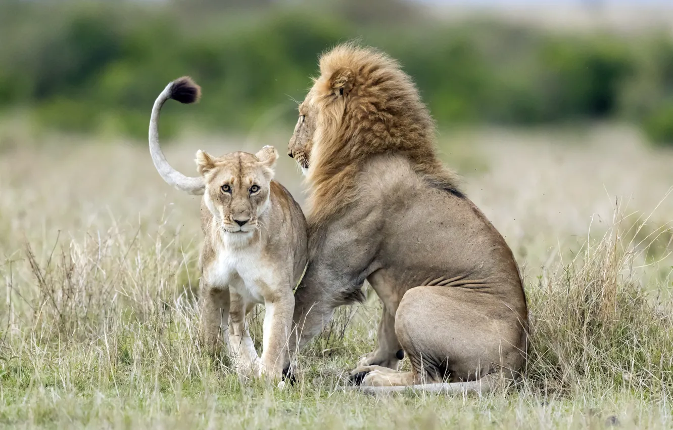 Photo wallpaper Leo, lioness, wildlife